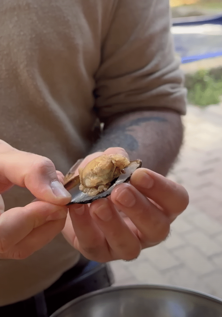 Street food i Istanbul - risfyldte muslinger/Midye dolma